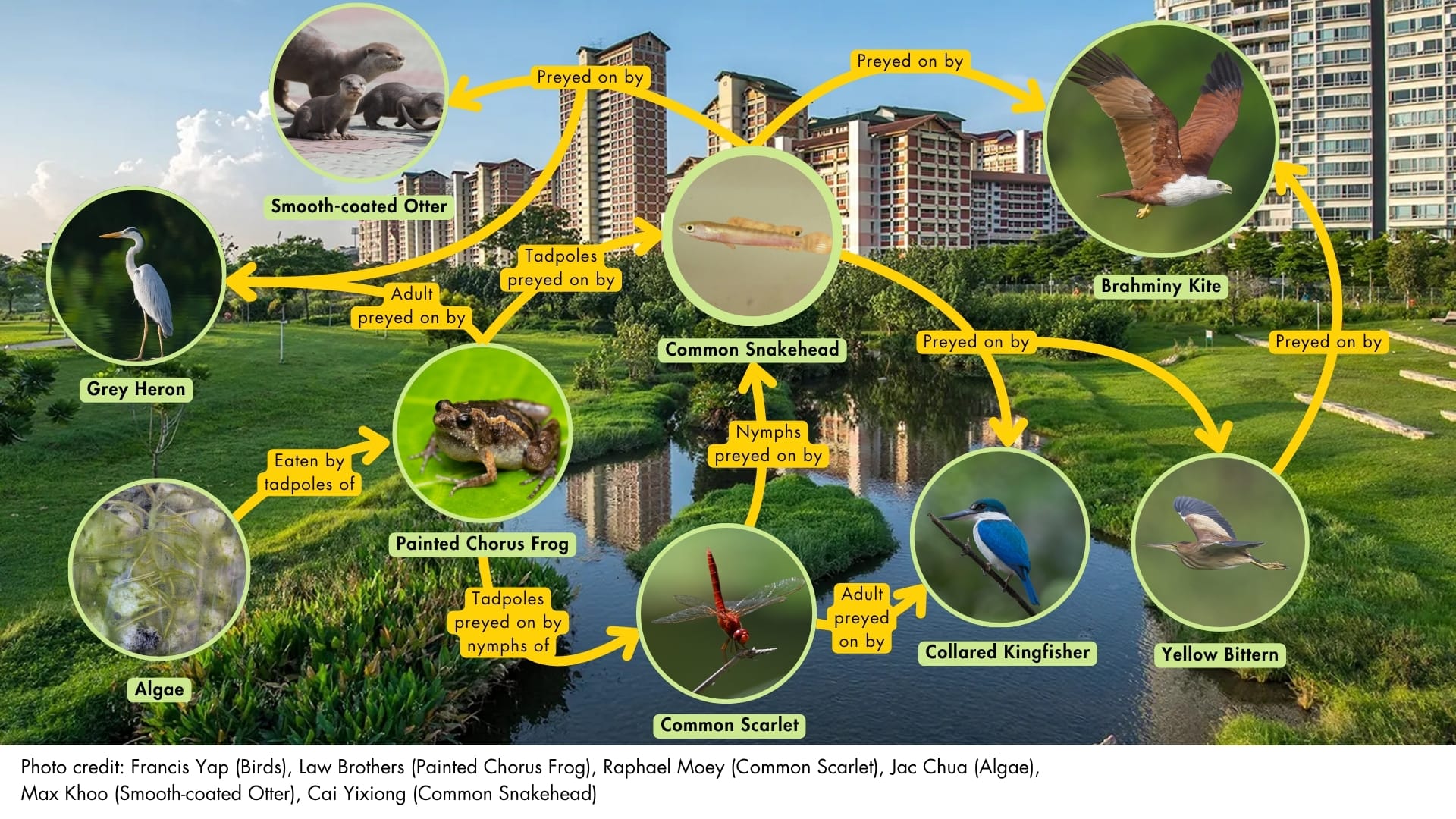 Food web in bishan-ang mo kio park